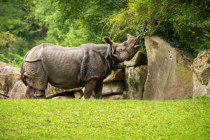 Kaziranga National Park (World Heritage Site) holds the largest population of greater one-horned rhinos on the planet