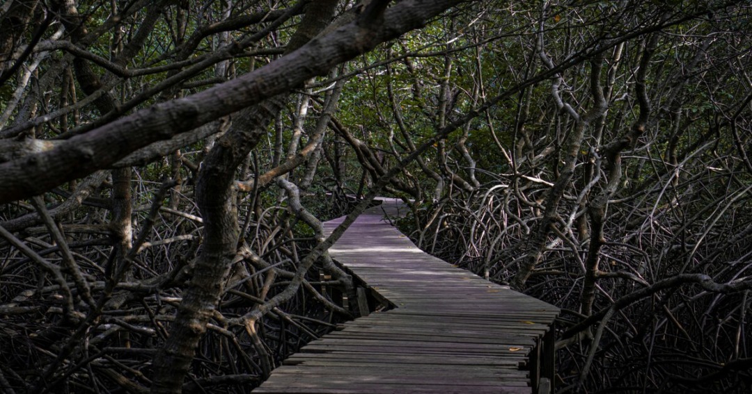 PICHAVARAM MANGROVE FORESTS |TAMIL NADU |