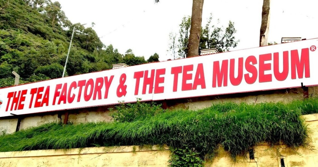 Tea Museum and Factory