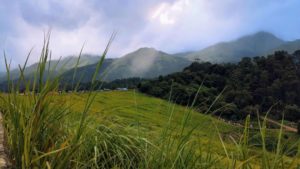 Kerala natural medicinal herbs