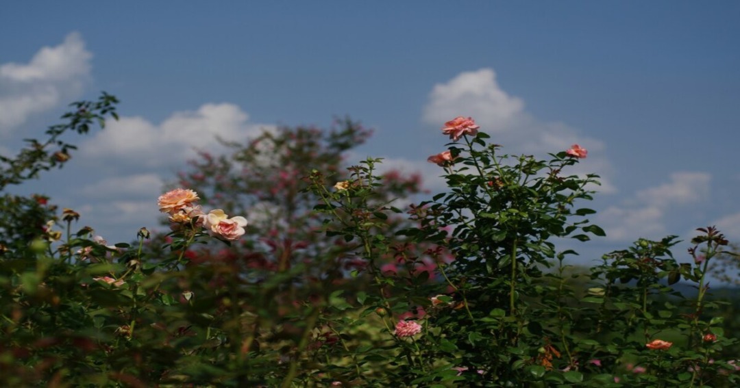 Ooty Rose Garden