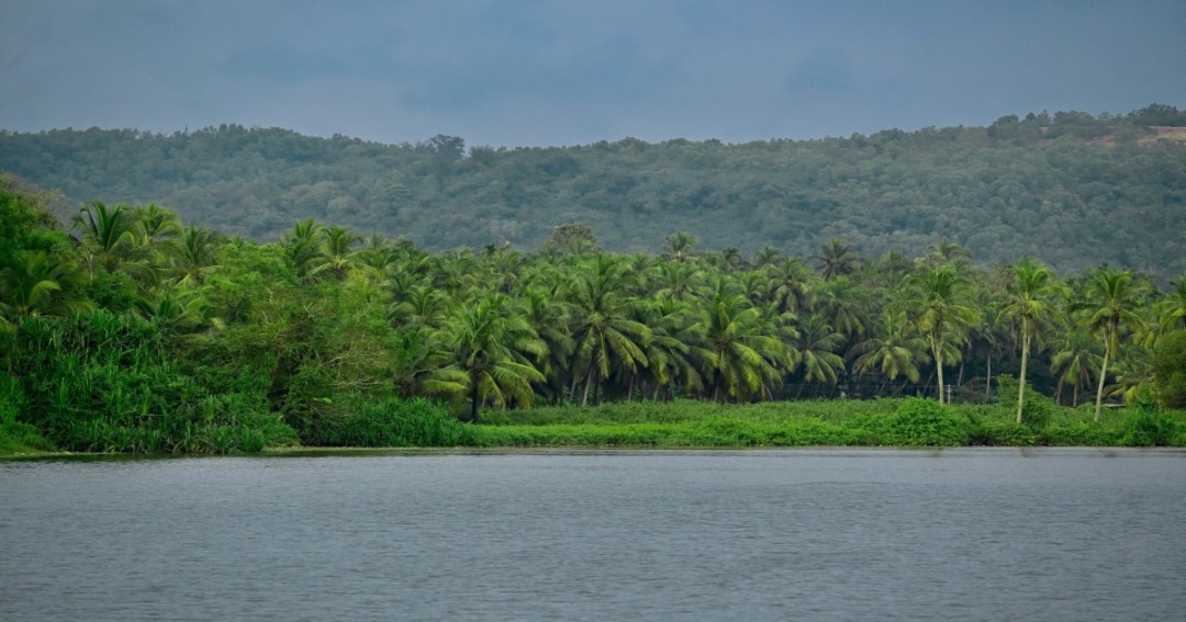 Kerala natural medicinal herbs