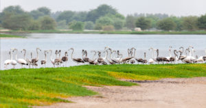 Ras Al Khor Wildlife Sanctuary