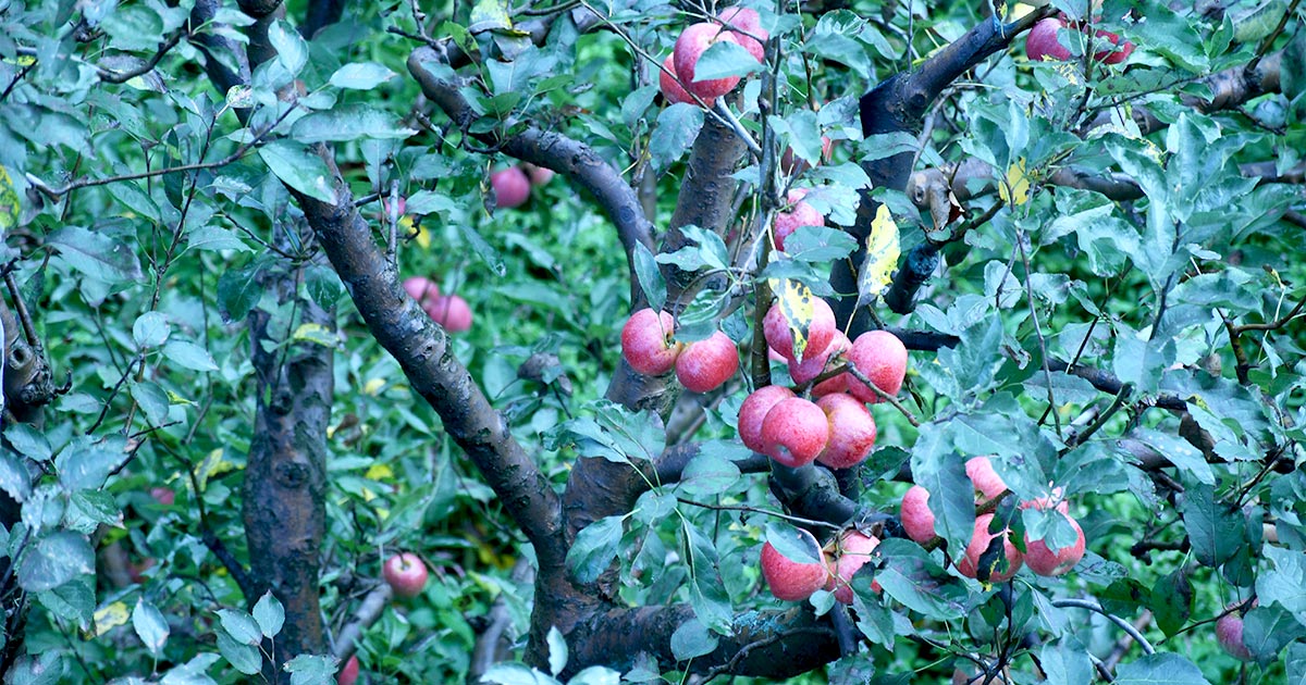 Apple Orchards in Manali