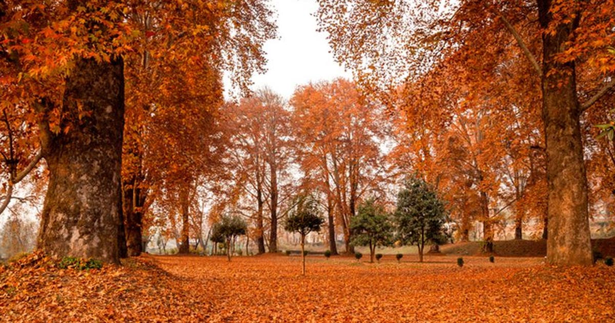 autumn in Kashmir