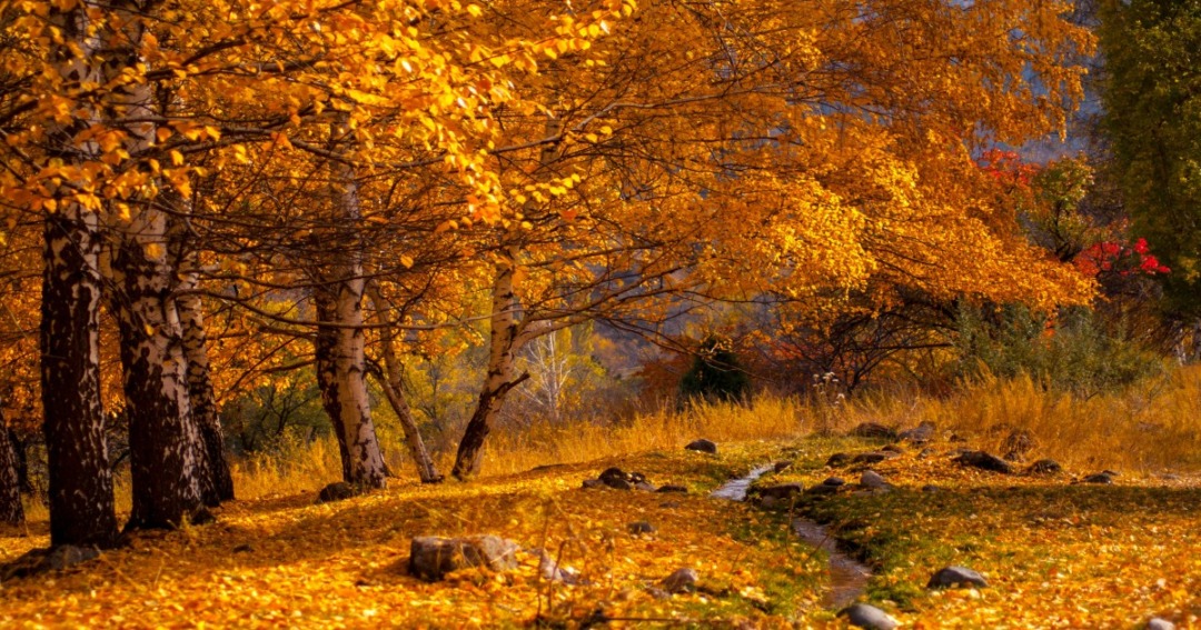Things-to-Experience-during-Autumn-in-Kashmir-1200x900