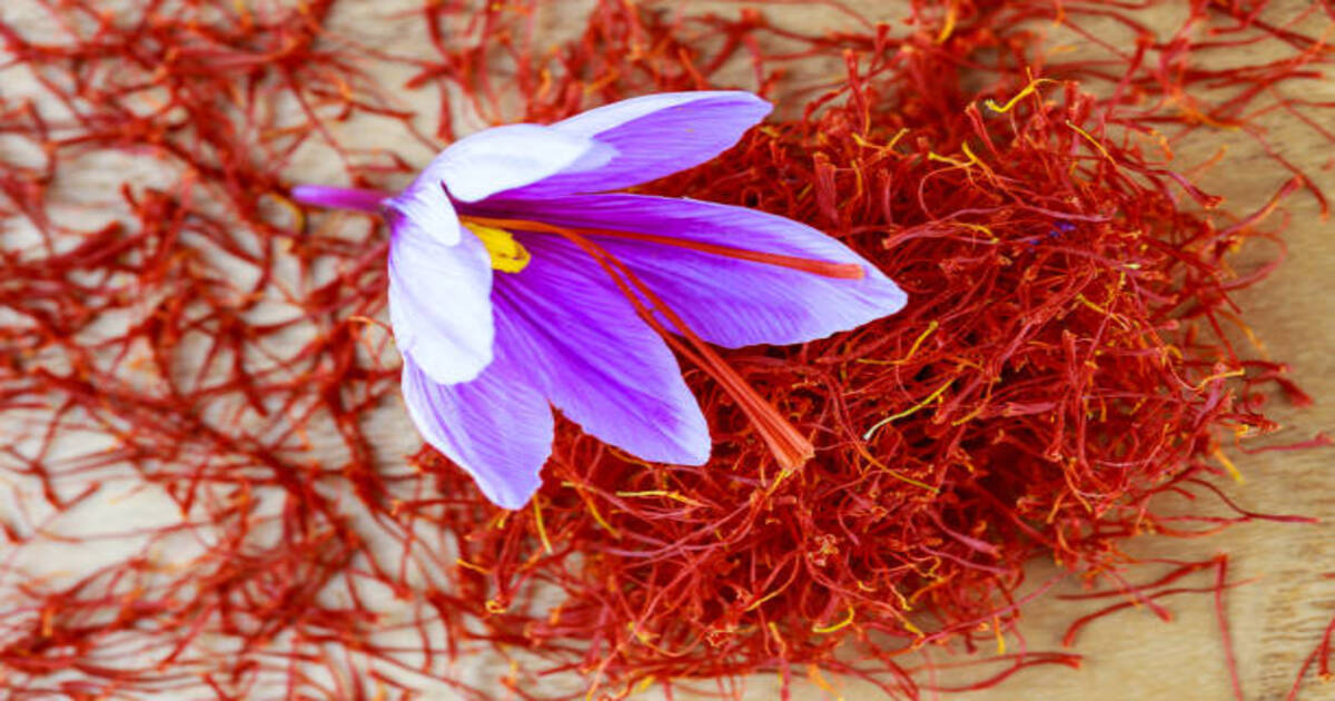 saffron of Kashmir