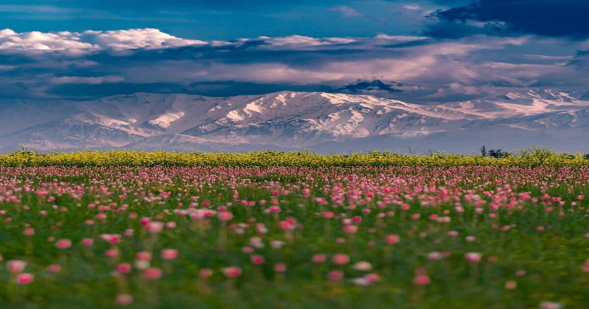 saffron of Kashmir