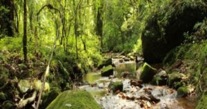 MAWPHLANG SACRED FOREST