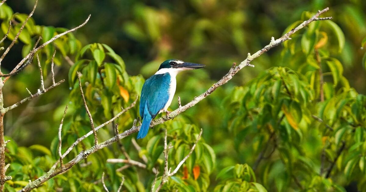 Bhitarkanika National Park, Odisha