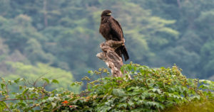 Eaglenest Wildlife Sanctuary, Arunachal Pradesh