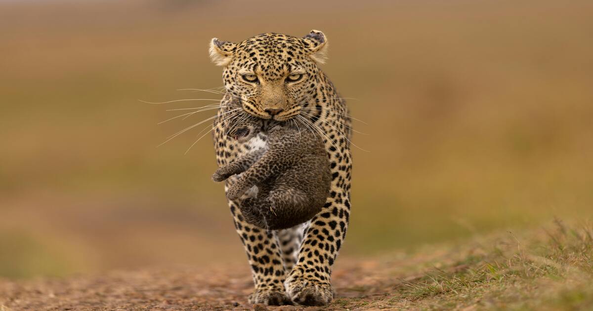 Jawai Leopard Conservation Reserve, Rajasthan