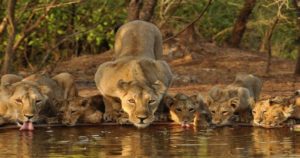 Kuno National Park, Madhya Pradesh