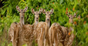 Sitanadi Wildlife Sanctuary, Chhattisgarh