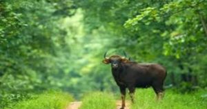 Nagzira Wildlife Sanctuary, Maharashtra