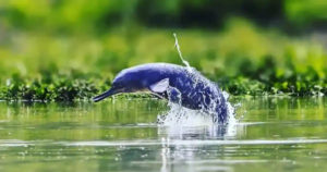 Dibru-Saikhowa National Park, Assam