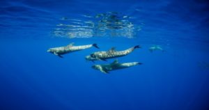 Gulf of Mannar Marine National Park, Tamil Nadu