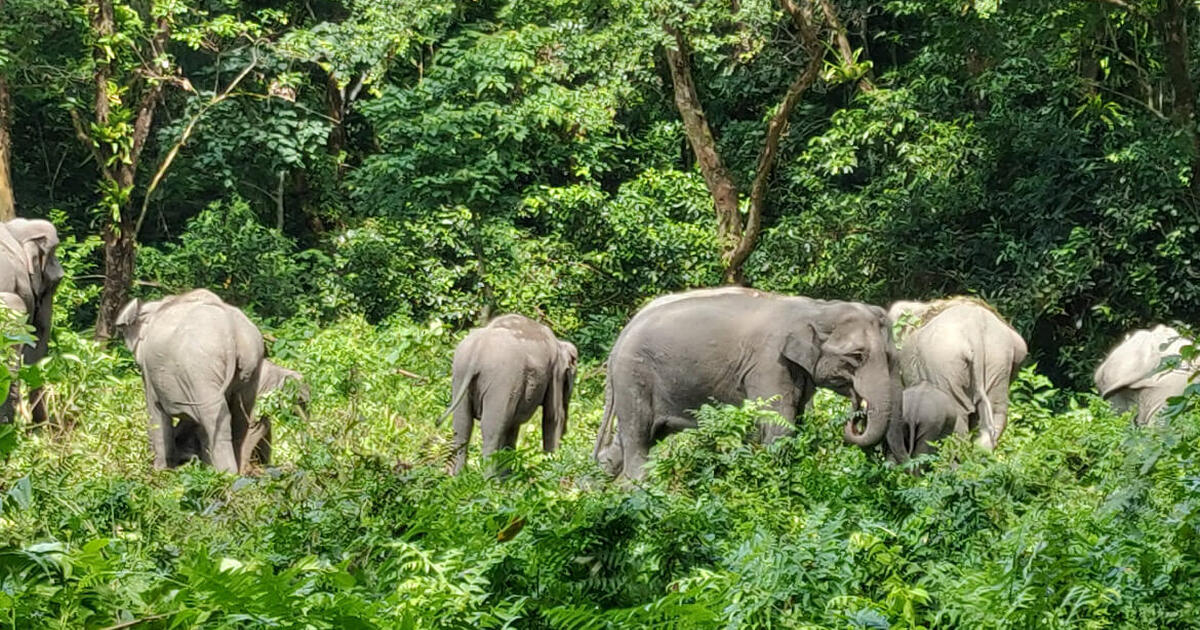 Manas Wildlife Sanctuary, Assam