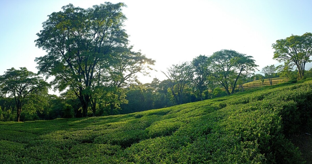dehan places to visit in Himachal Pradesh