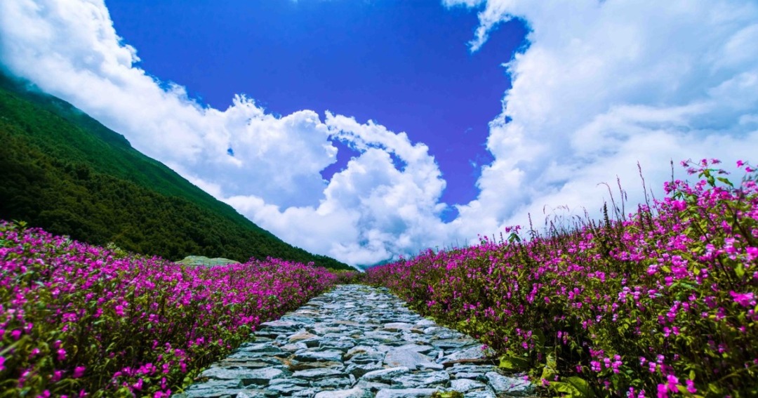 Valley of flowers in monsoon