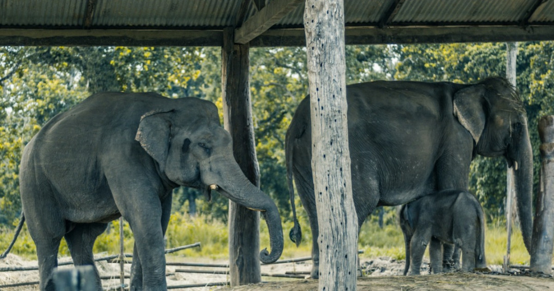 Chitwan National Park