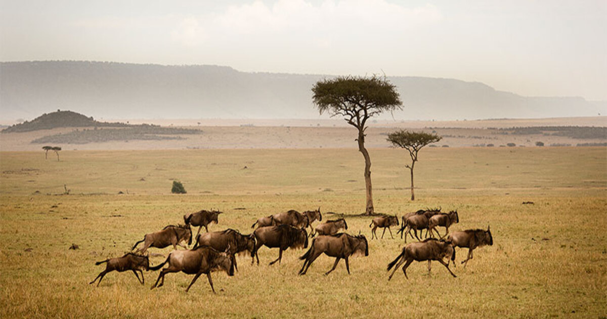Dry Season Maasai Mara
