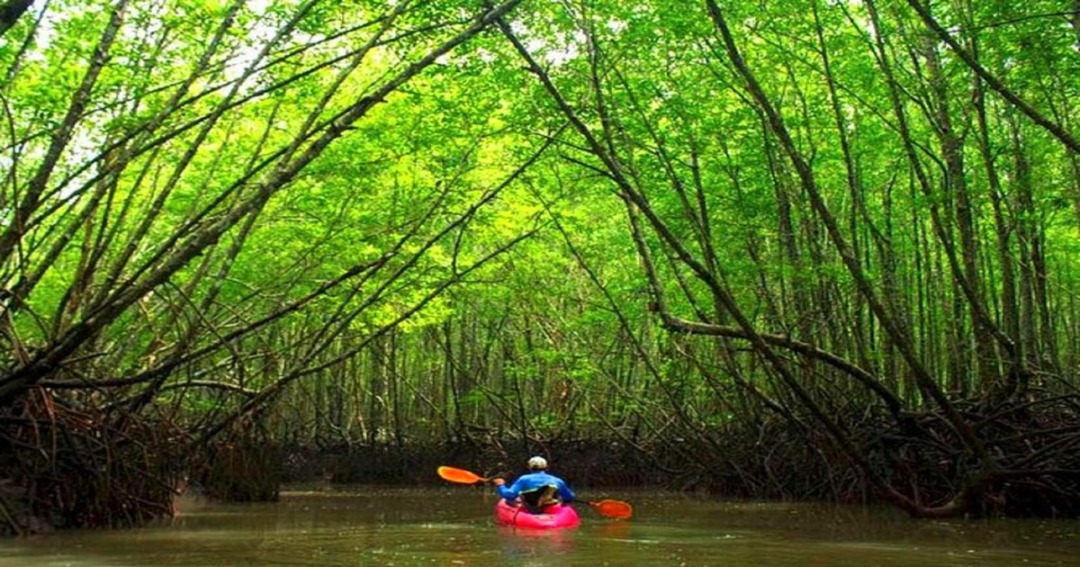 Mangrove Kayaking in Baratang