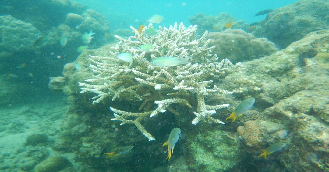 Snorkel at Elephant Beach