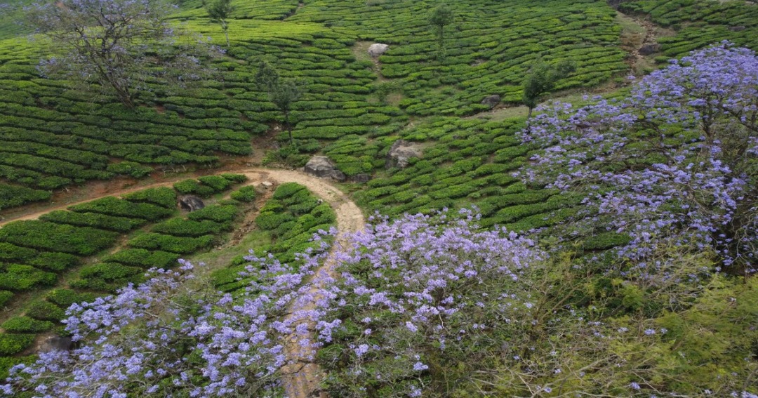 The Cardamom Hills, Kerala- A Hidden Gem in Idukki