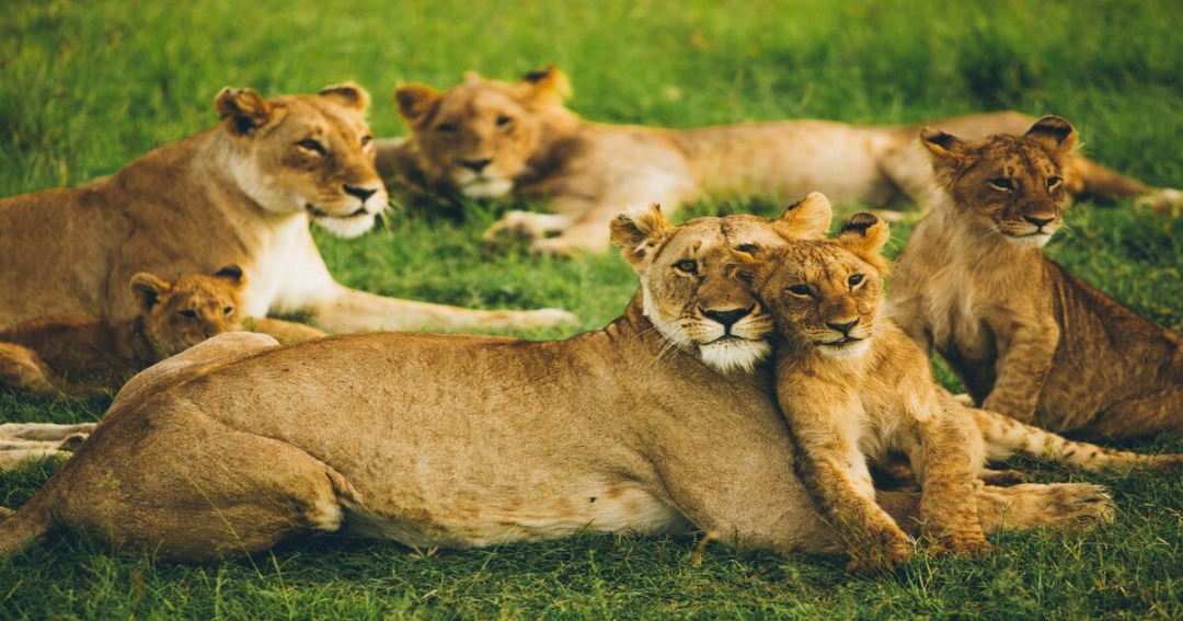  ITINERARY FOR MASAI MARA