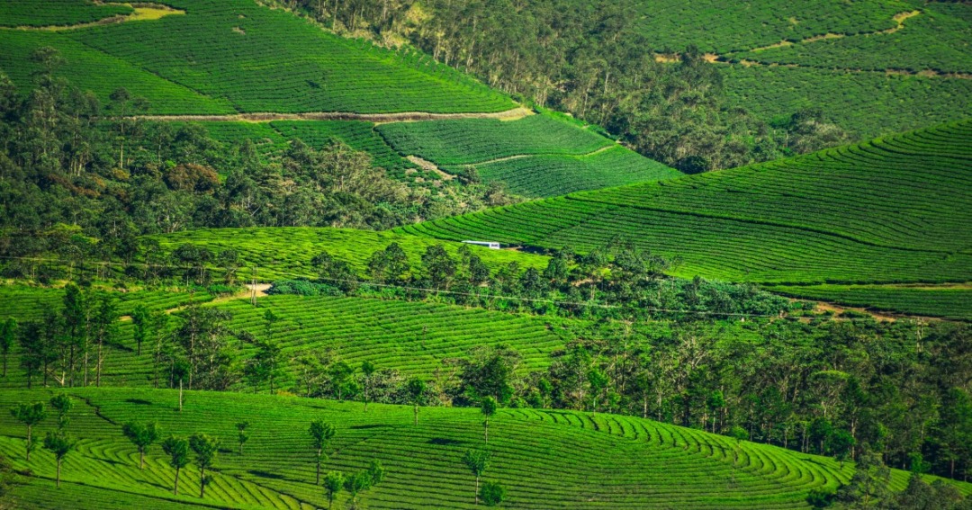 cardamom hills in kerala