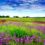 Kaas Pathar | A Complete Travel Guide