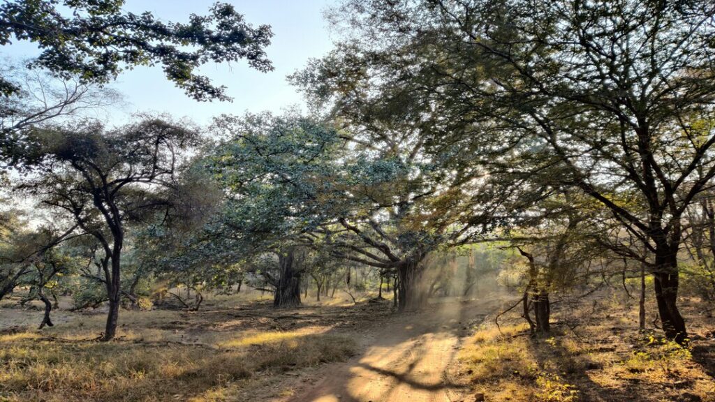 Best Time to Visit Ranthambore National Park