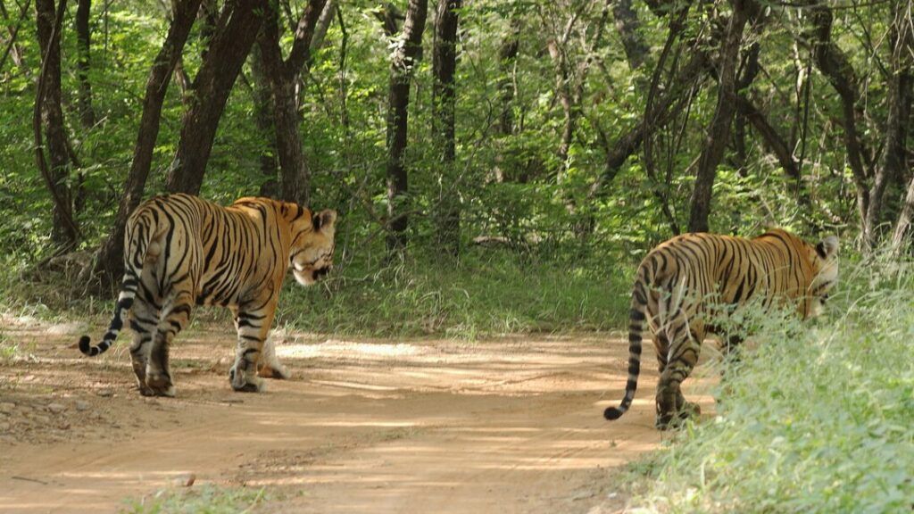 Why Ranthambore National Park Matters