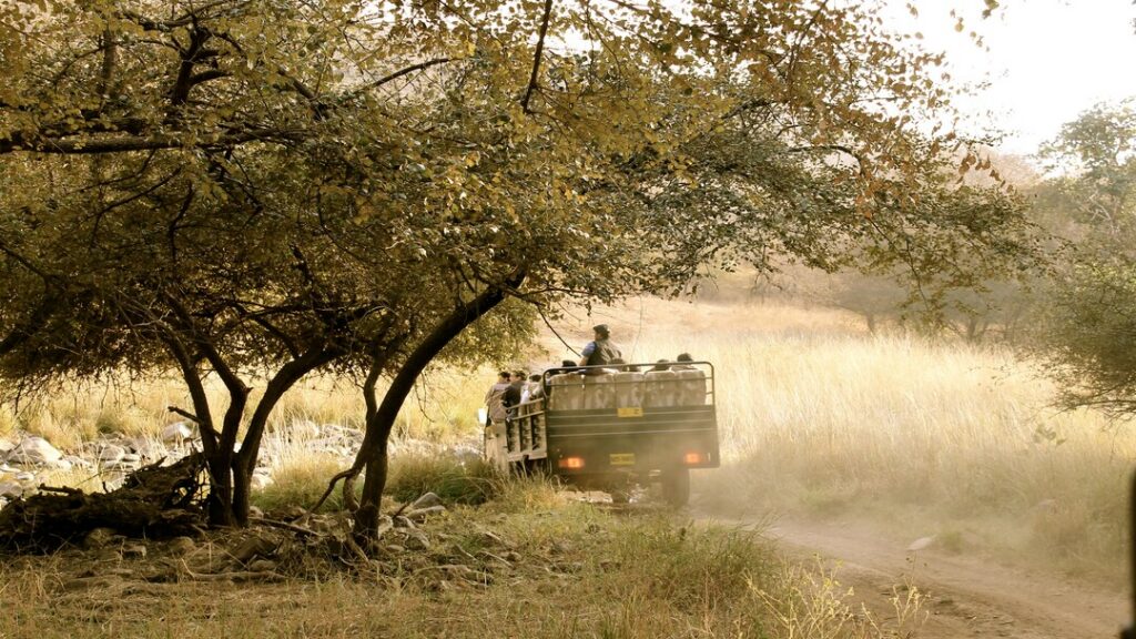 Safari Experience at Ranthambore National Park