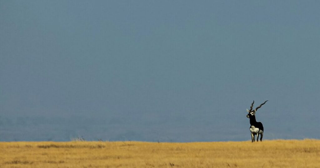 Velavadar Blackbuck National Park, Gujarat