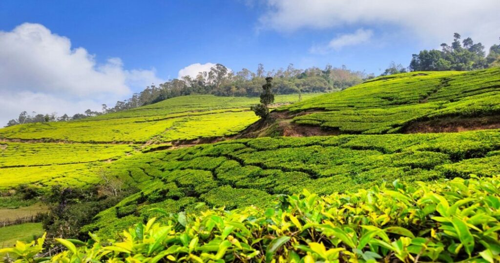 munnar - India