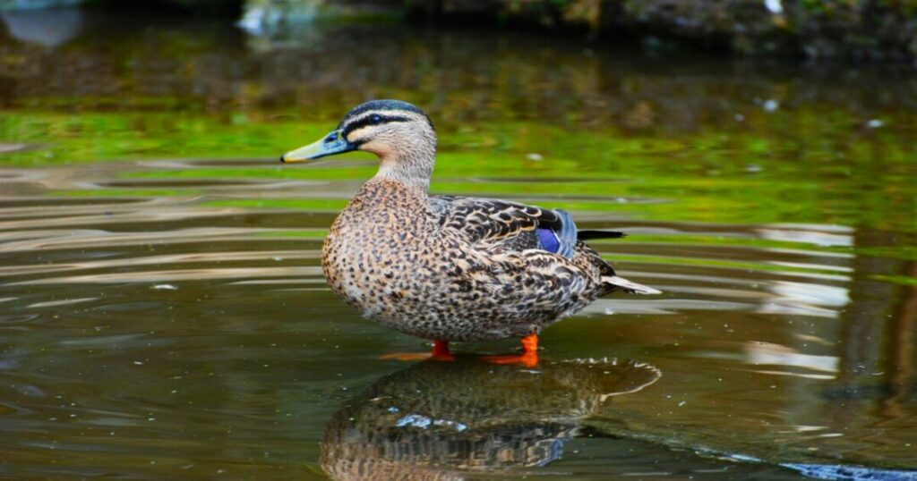  Benog Wildlife Sanctuary