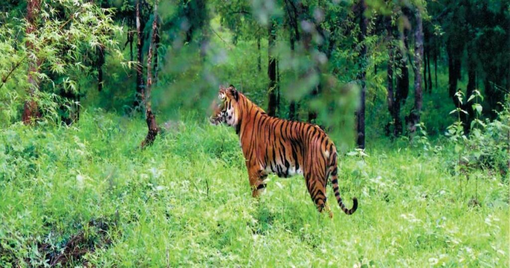 Bhadra Wildlife Sanctuary & Tiger Reserve