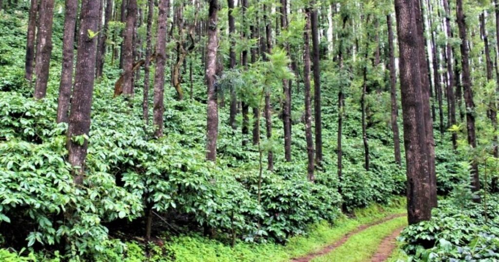 Coffee Estate