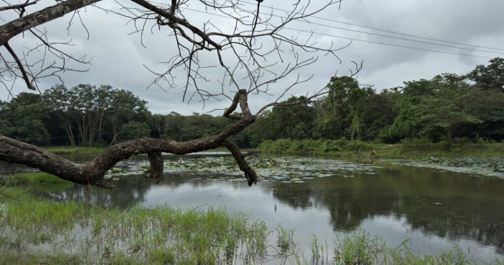 Dandeli 