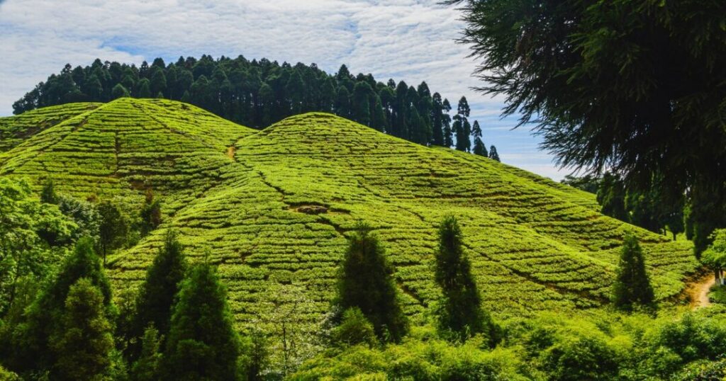 Happy Valley Tea Estate