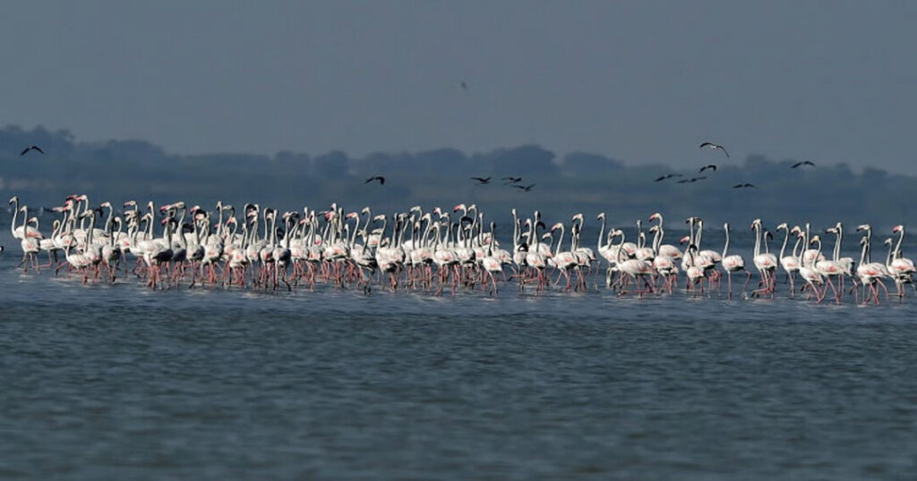 Pulicat Lake