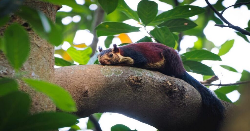 Simlipal National Park