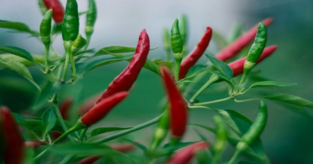 Spice Plantation Tour