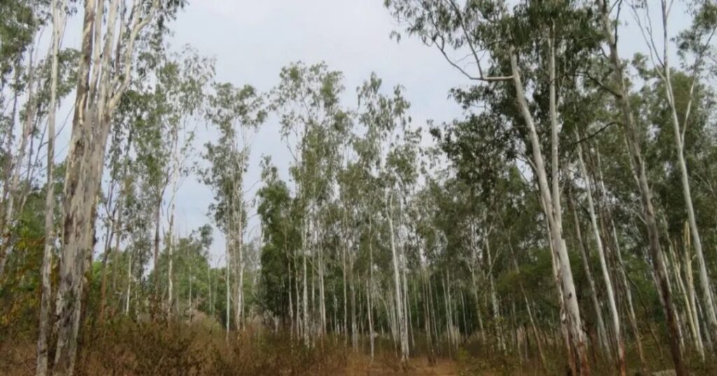 Turahalli Forest — Bangalore's Last Wild Space Within City Limits