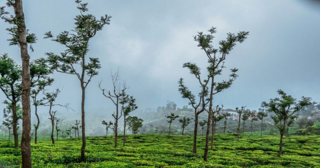 Top 10 Things to Do in Ooty India by Traveller Type