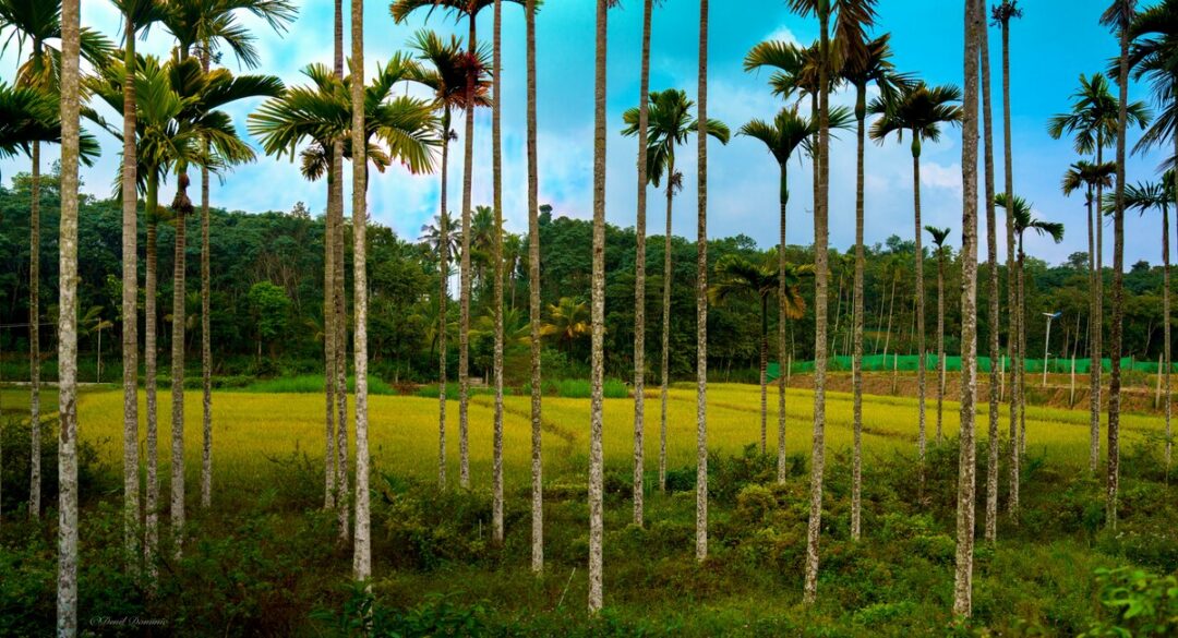 Kerala in Monsoon: Best Places to Visit for the Bold & Adventure-Ready