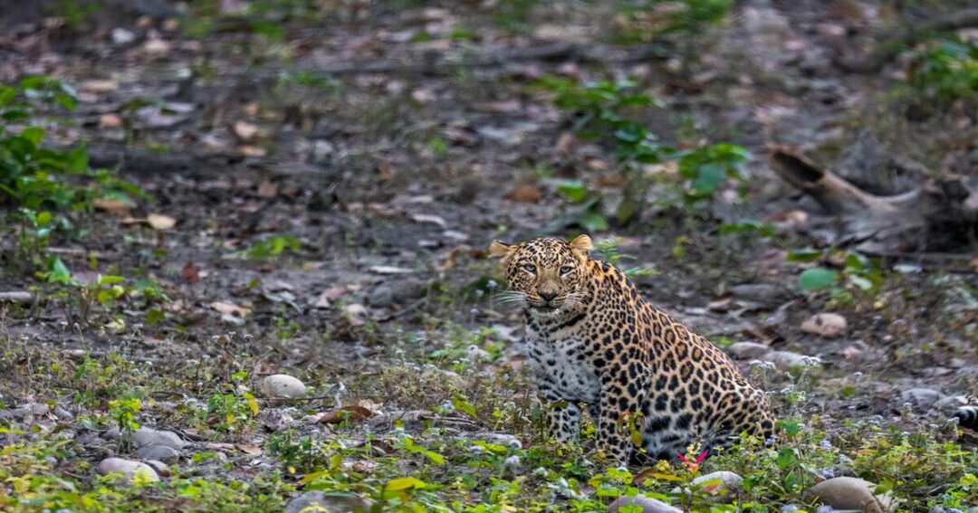 Rajaji Tiger Reserve