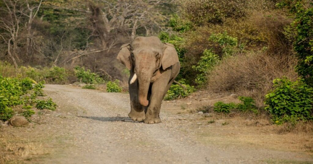 Adventure Things to Do in Uttarakhand